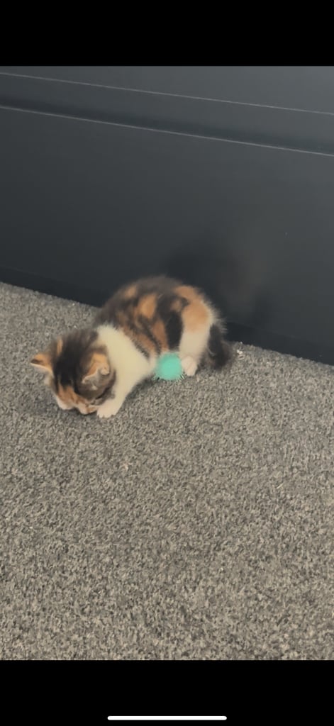 Kitten for sale! 