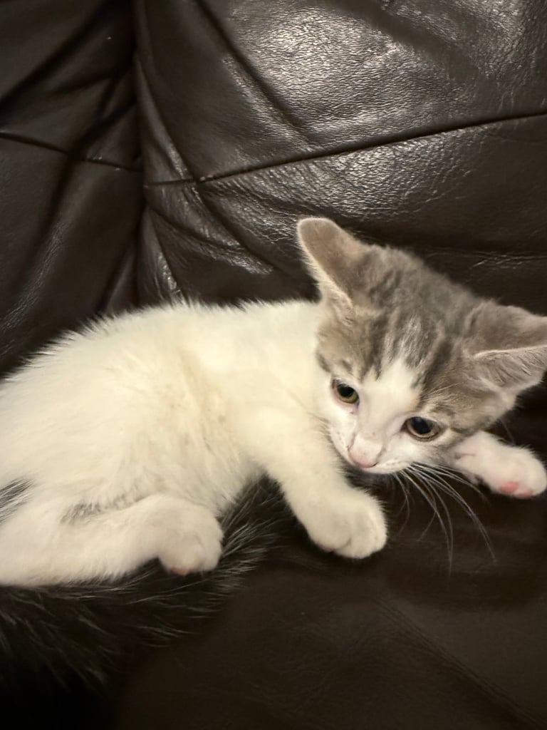 Only 2 left! Cuddly little kittens looking for rehoming 