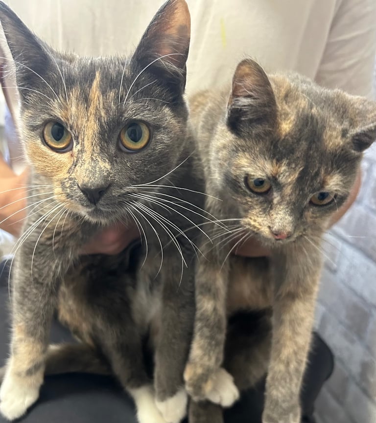 2 beautiful female kittens for sale 