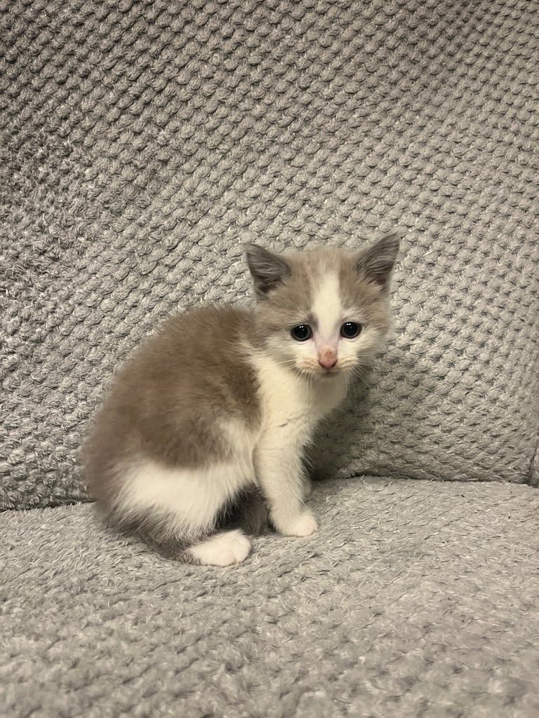 Snowshoe X Birman kittens for sale 