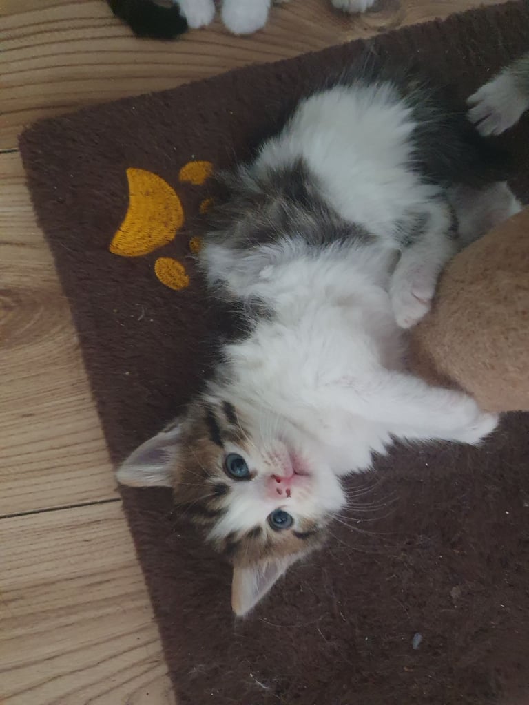 Fluffy kittens (1 female left)