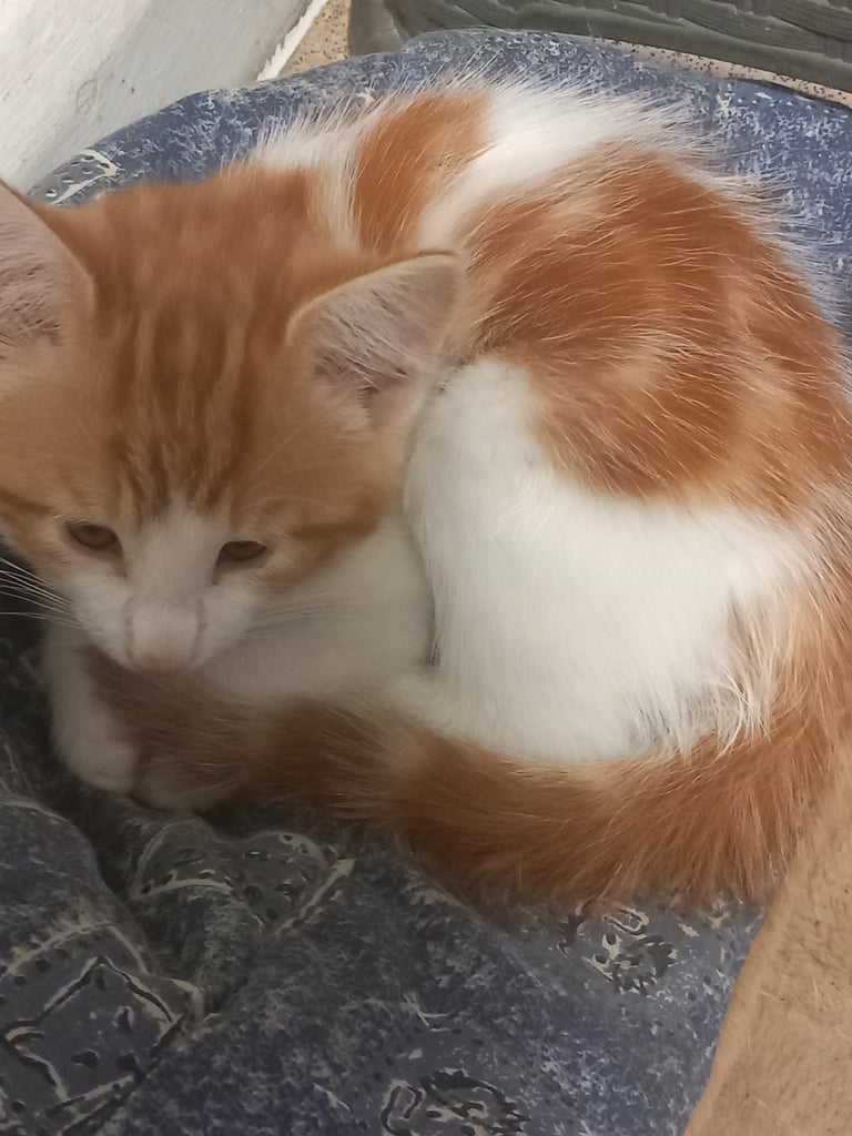 4 very beautiful,  adorable,  cute kittens for sale