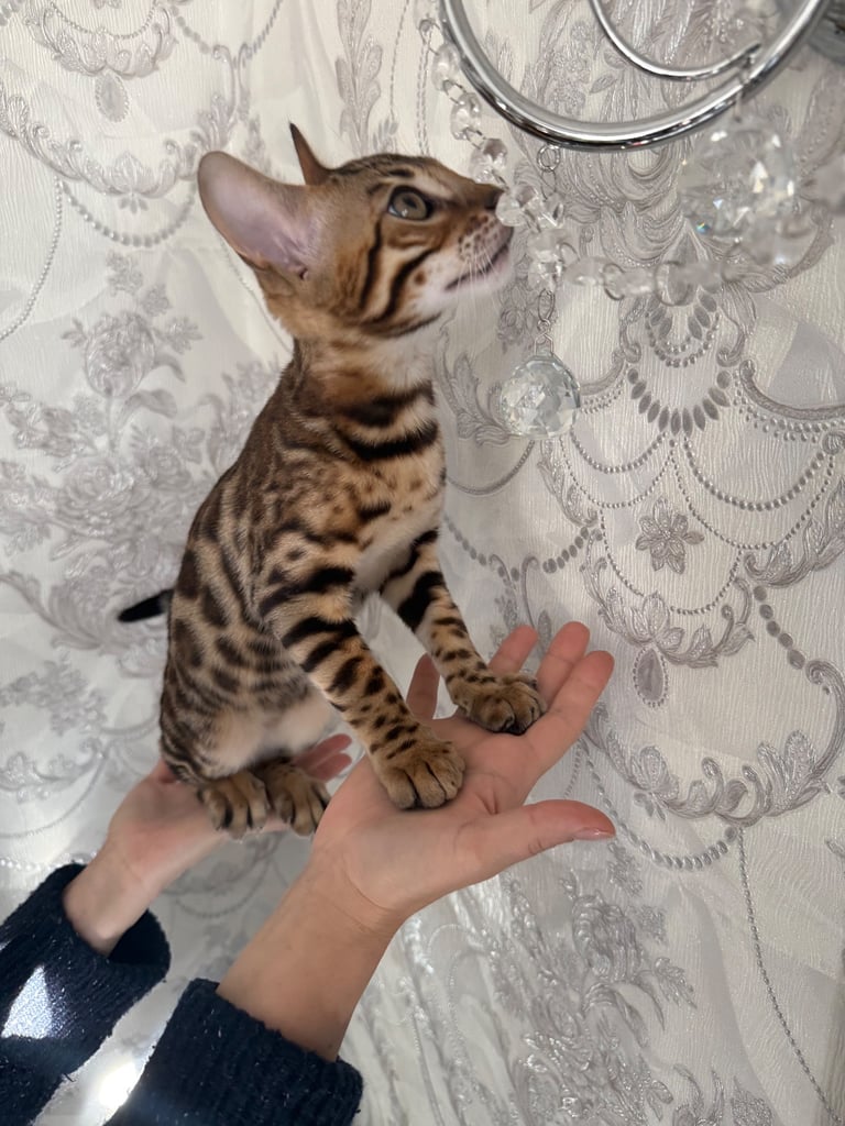 Bengal male (500 reduced pick up today)