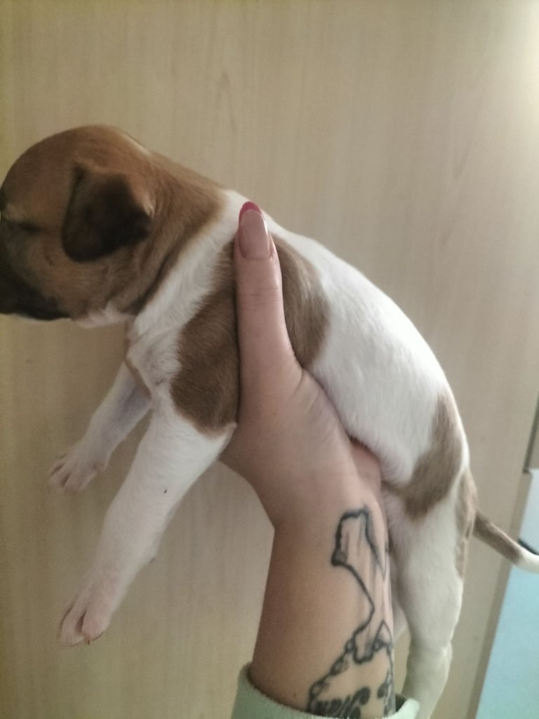 Cute litter of puppys 