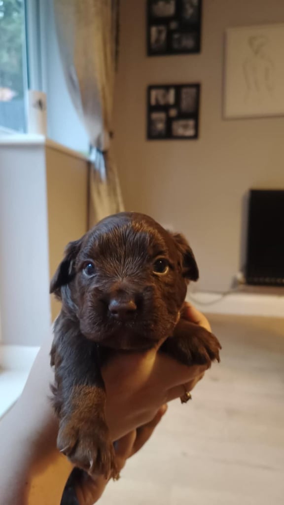 French bulldog x cocker spaniel puppies 