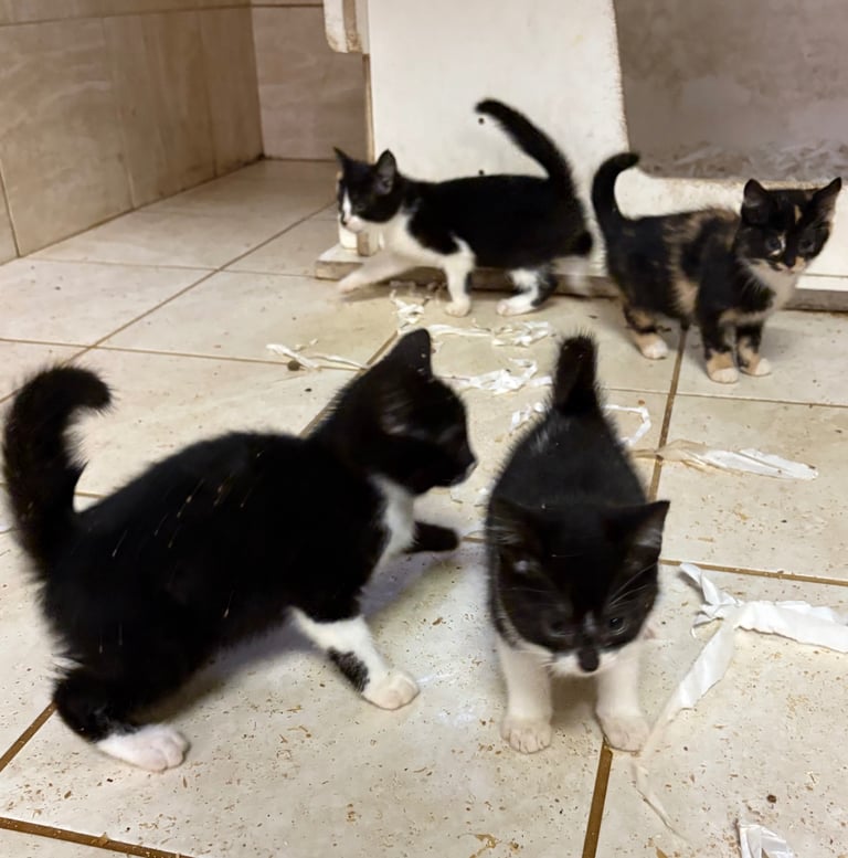 Kittens ready now 