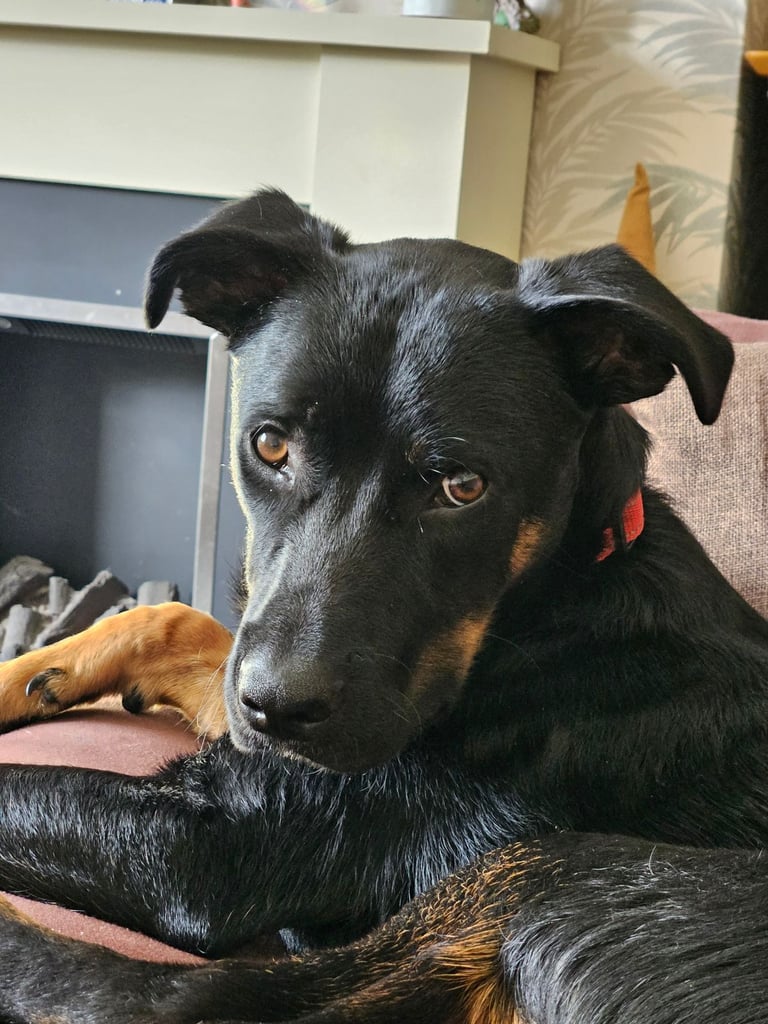 New forever home needed.