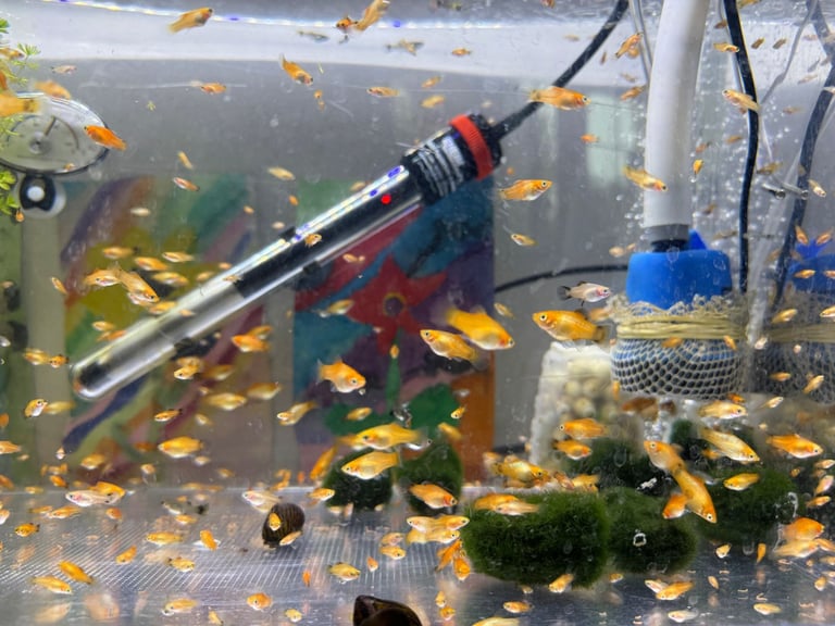 Small platys and Guppys for sale £1 each-Fish only