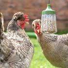 Omlet Pendant Peck Toy Brand New