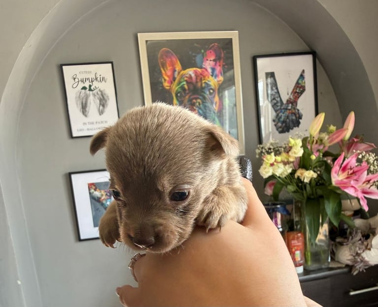 9 * 1 girl left *beautiful dachshund cross pom puppies 