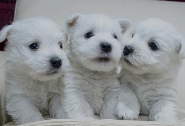 Traditional Pedigree West Highland Terrier Puppies
