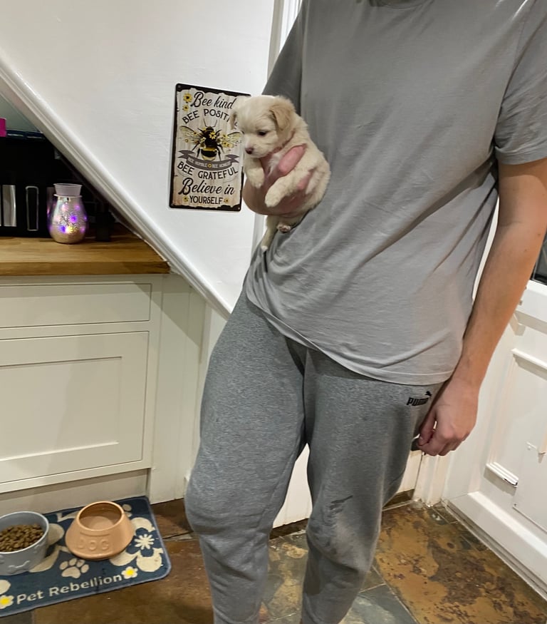 Lovely 3/4 Chihuahua puppies 