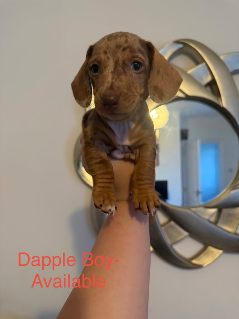 Miniature Dachshund puppies