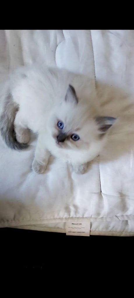 Ragdoll kittens 9 weeks