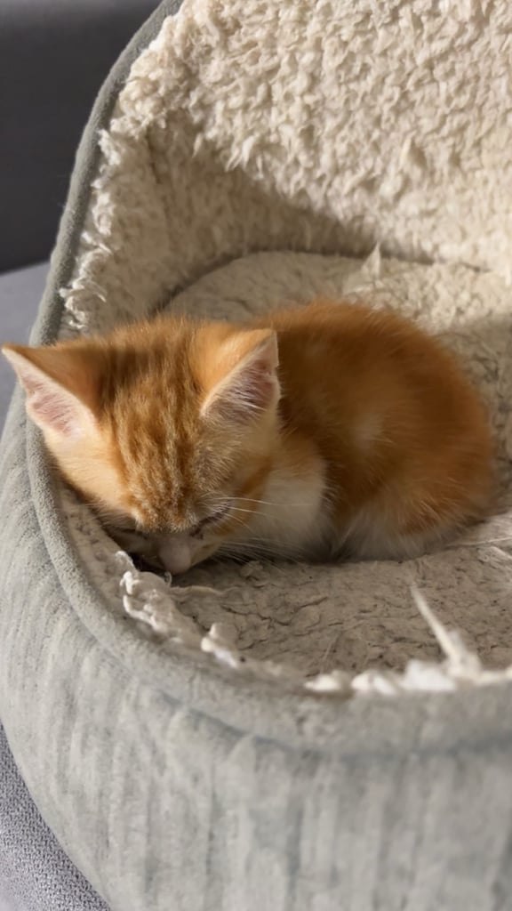 8 week old Ginger kitten ready to leave!
