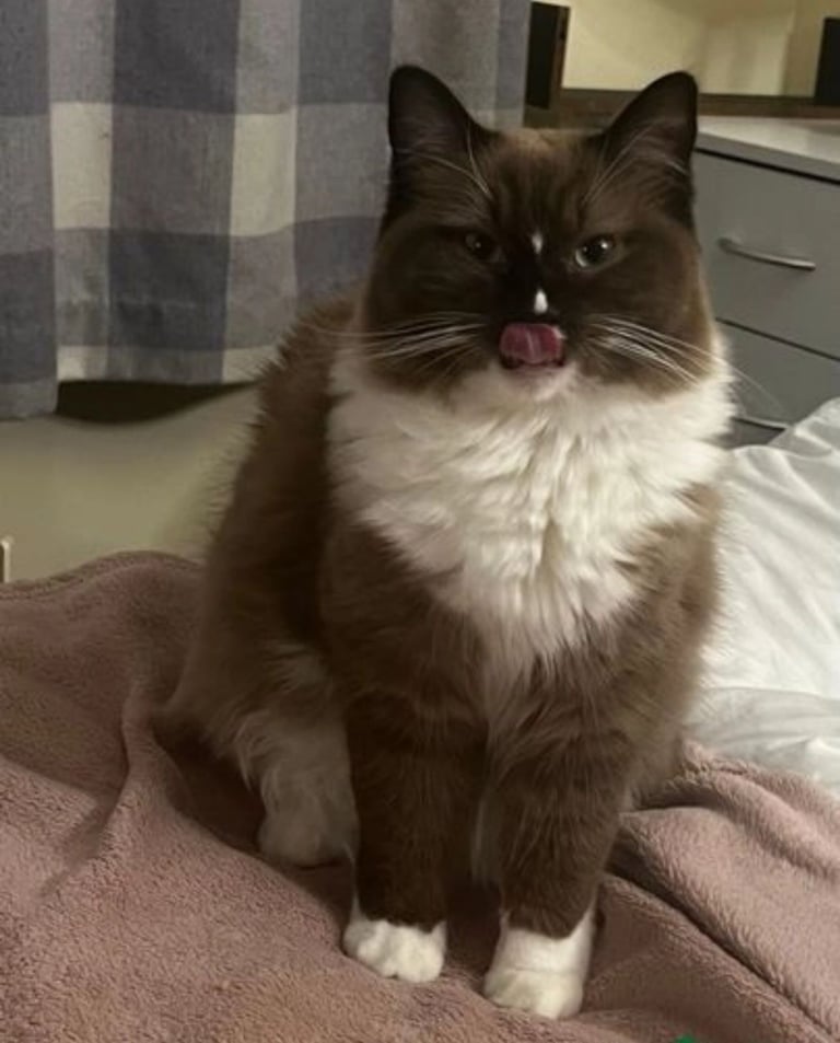 Super Rare green-eyed light mink ragdoll girl Ready now