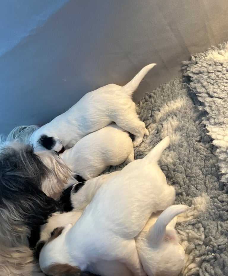 2 BOYS 1 GIRL LEFT - Sealyham Terrier cross puppies 
