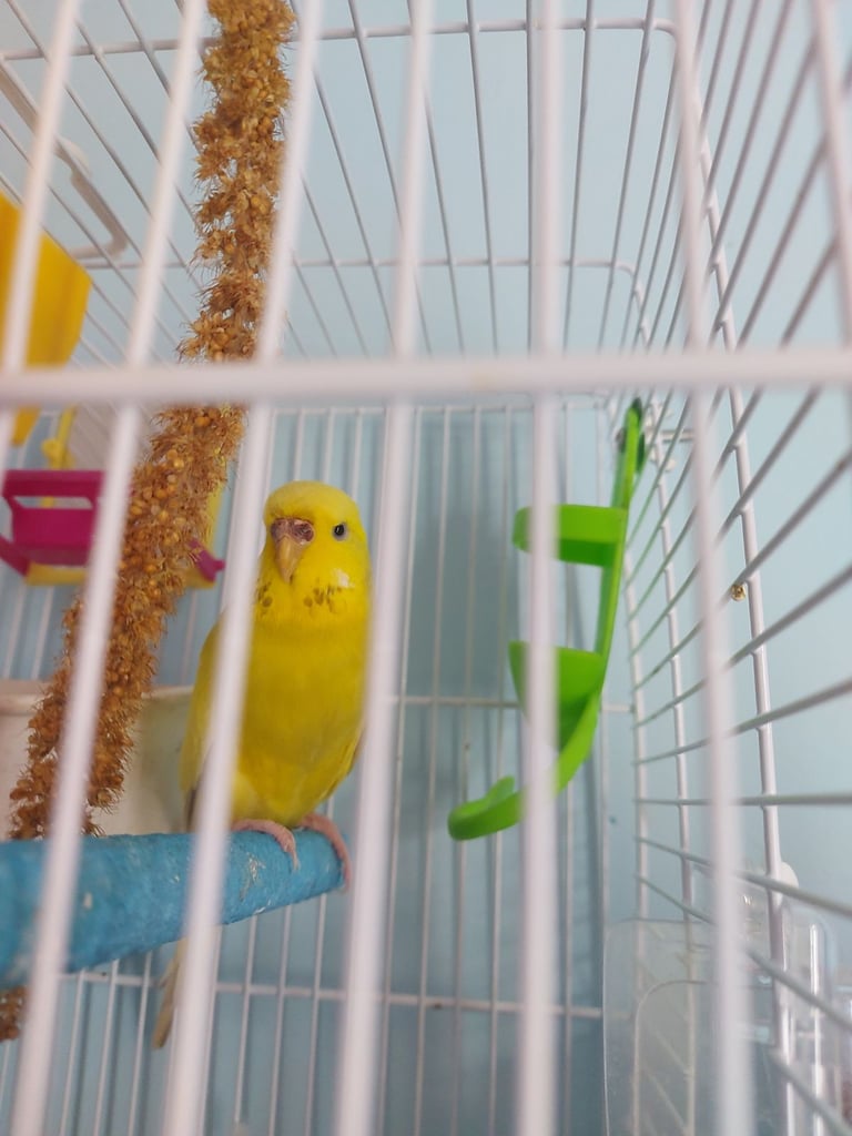 Lemon the budgie 