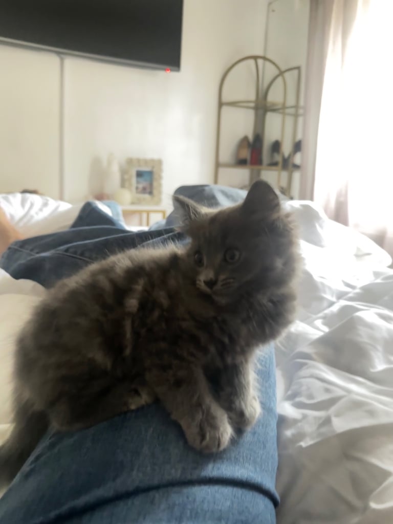 image for Kitten for sale 