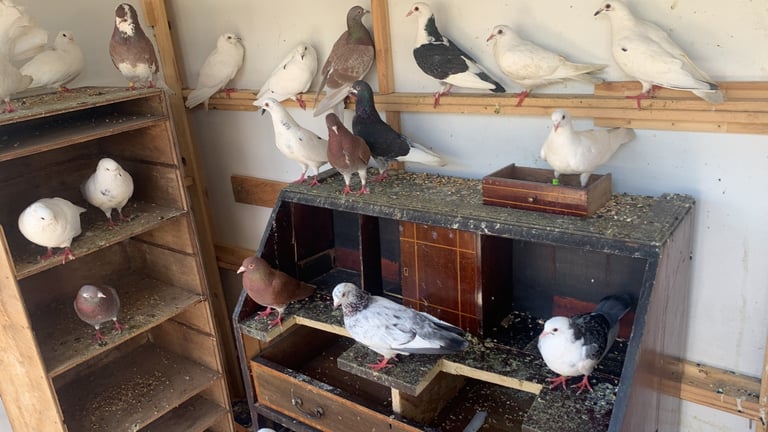 image for  Pigeons 