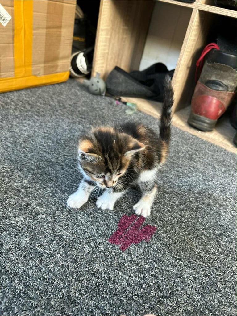 Kittens ready to go next week!