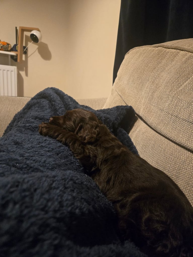 Puppy available now. Chocolate show  type cocker spaniel female. AMAZING PUP