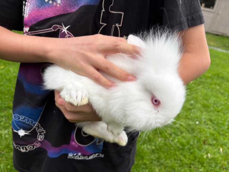 image for Baby rabbit