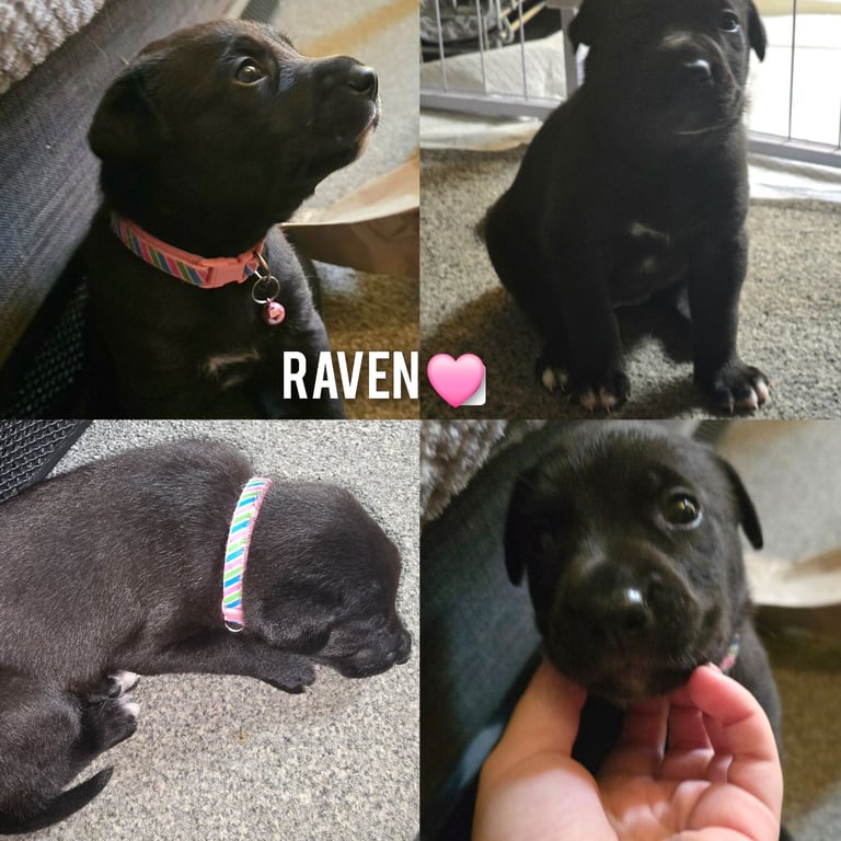 Labrador cross