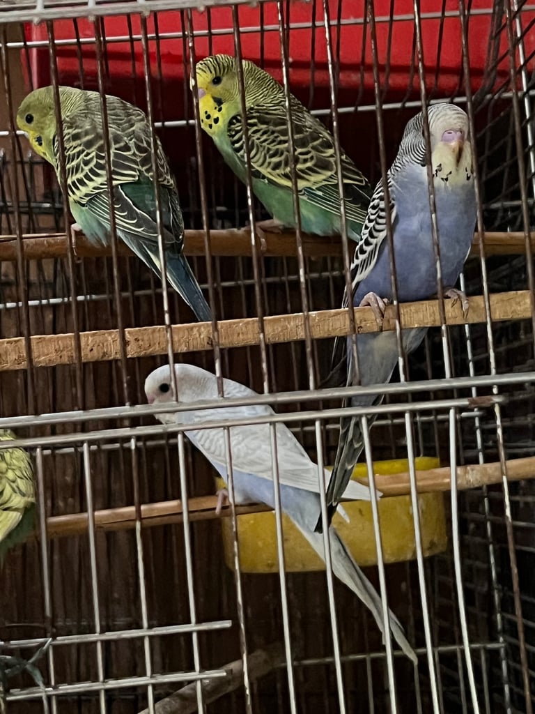 Budgies