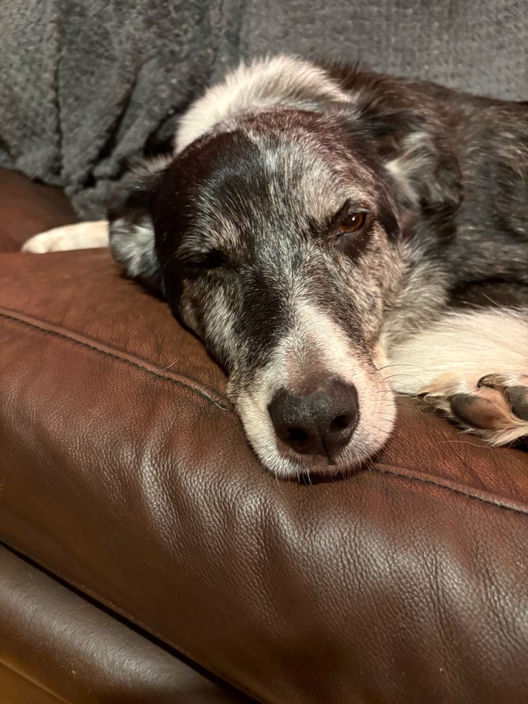 Murphy blue merle border collie