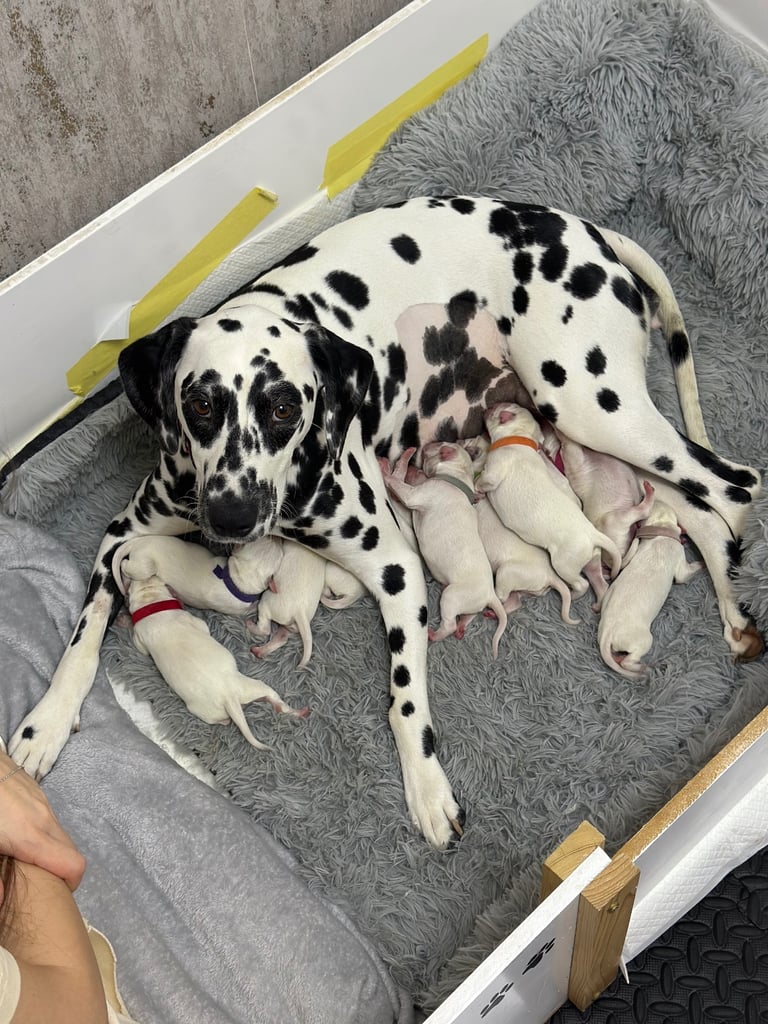Dalmatian puppies ready to leave on 19th December 