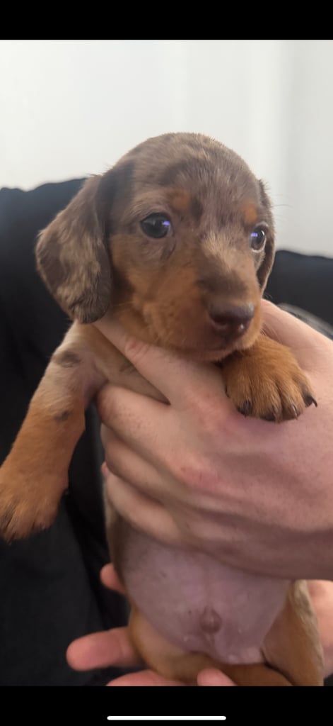 Miniature dachshund puppies 