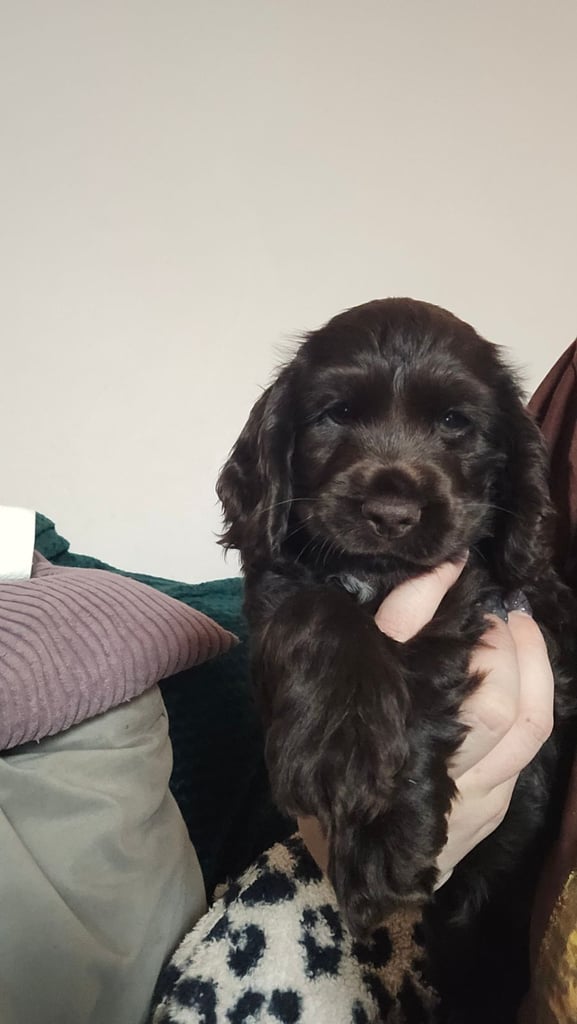 Puppy available now. Chocolate show  type cocker spaniel female. AMAZING PUP