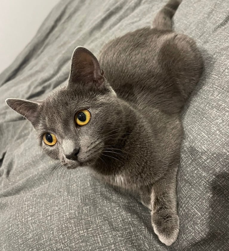 Chratreux 3 month kitten 