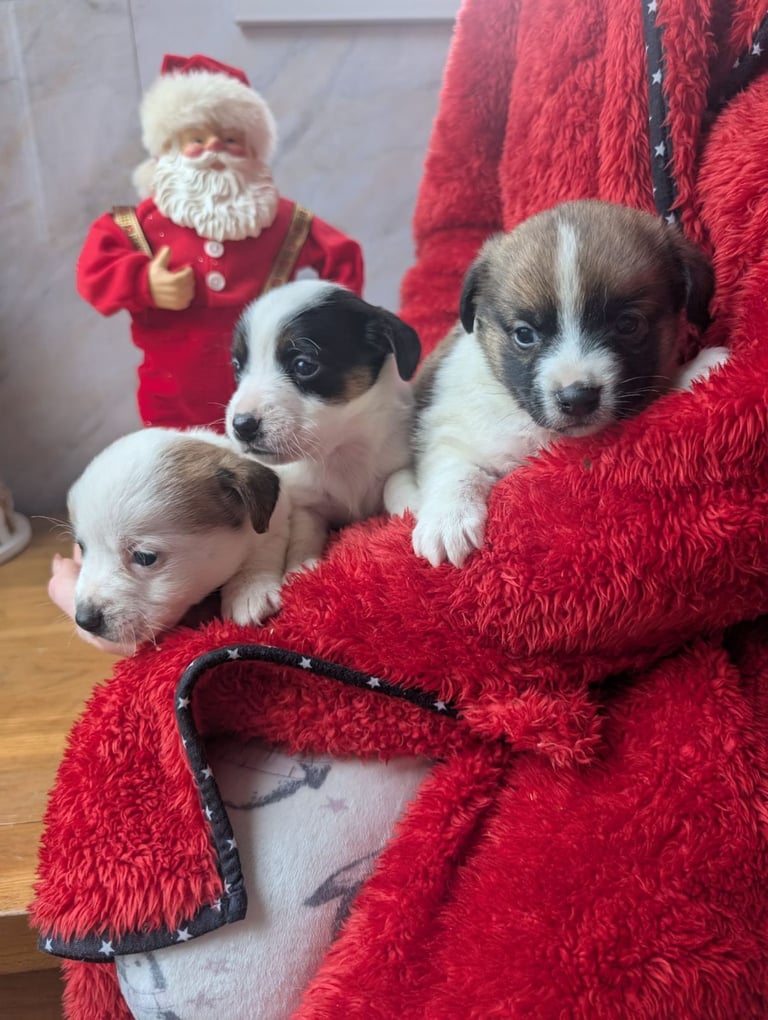 Jack Russell puppies 