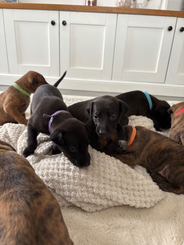 Pharaoh hound x whippet puppies 