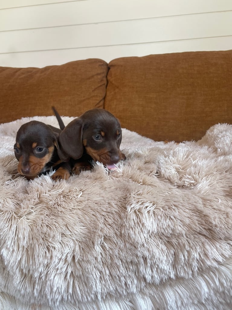 Miniature dachshund puppy 