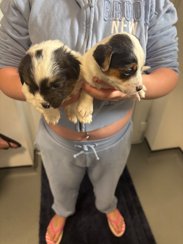 Jack Russel puppy’s 