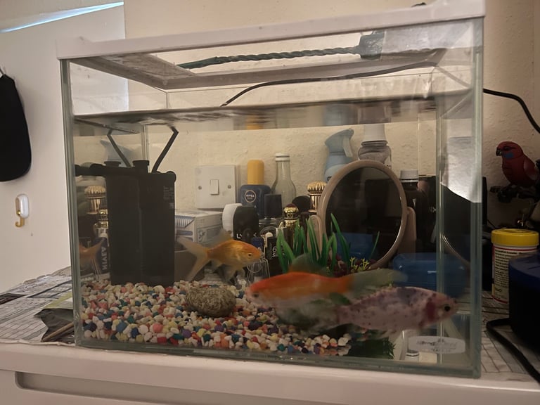 Gold fish