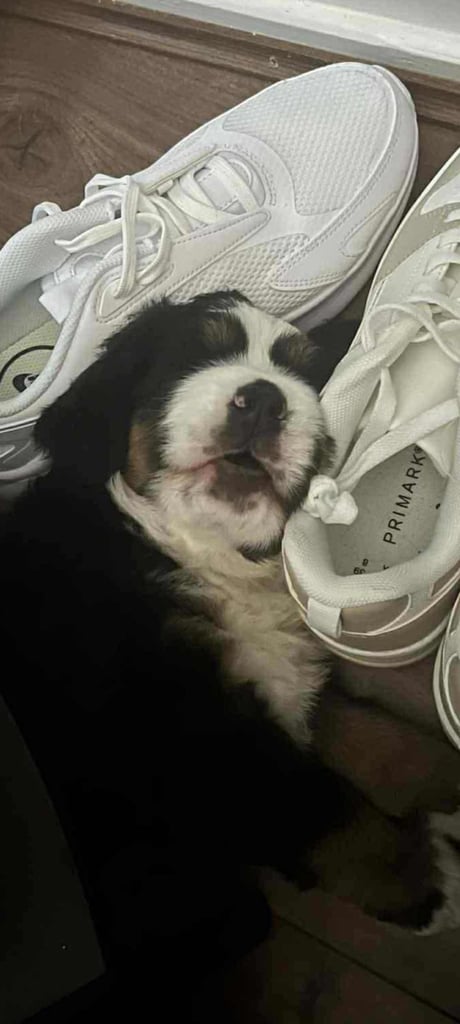 Puppy