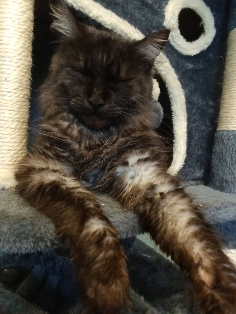 Black smoke female mainecoon 