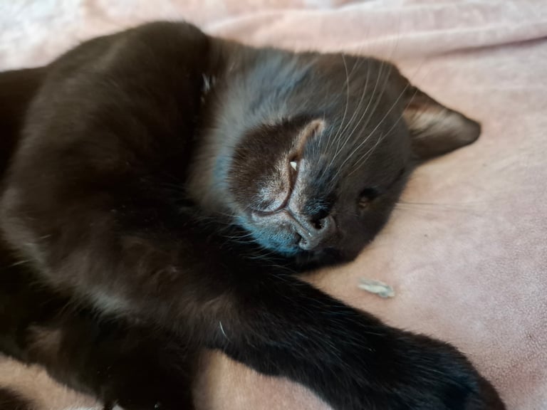 4 very fluffy kittens 8 weeks and Salem 4 months