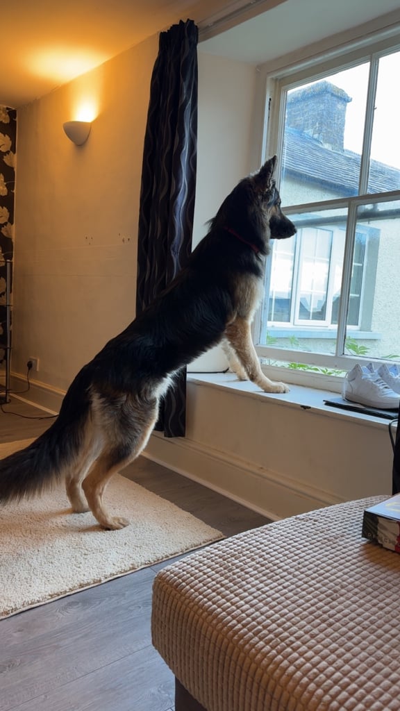 German shepherd puppies 
