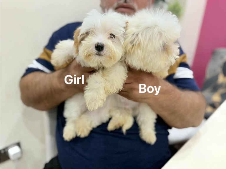 Bichon Maltese 