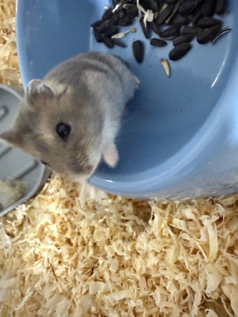 Russian dwarf hamster 