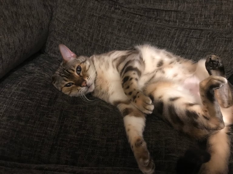 Beautiful Snow Bengal 