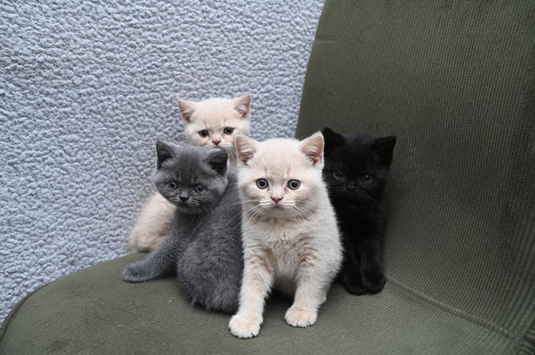 Pedigree British Shorthair