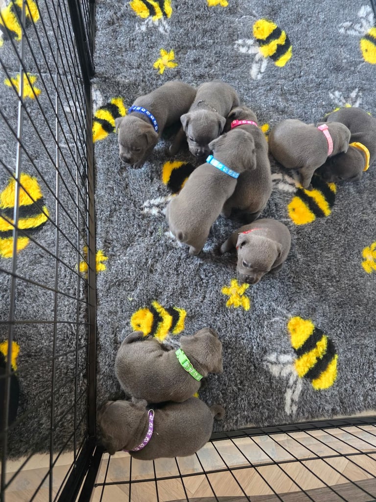 Kc reg blue Staffordshire bull terrier 