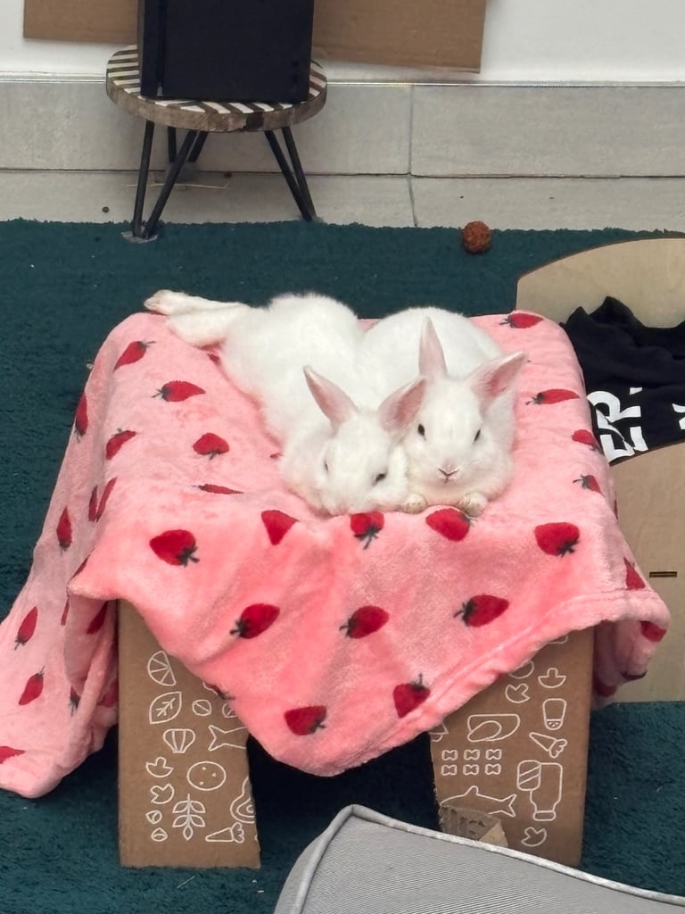 image for 2 female white Netherland dwarf rabbits 