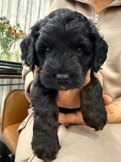 Cockapoo Girl Puppy F1 : 6weeks Old